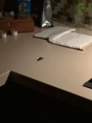 Hanalei Colony Resort by null