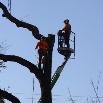 A Better Tree Service - Tree Services Near Me - Sacramento, California A Better Tree Service - Tree Services Near Me - Sacramento, California