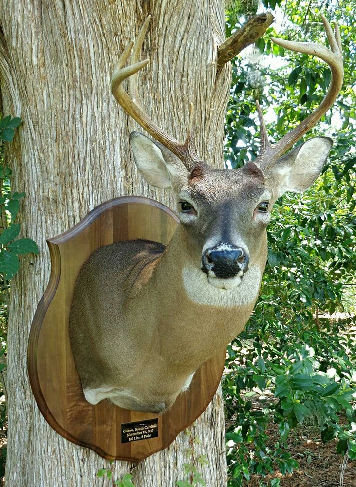 Outdoors In Taxidermy - taxidermy in Columbia, SC