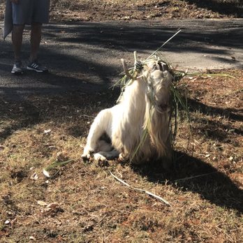Hell's Point Golf Club - Goat Friend - Golf Near Me - Virginia Beach, Virginia