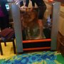 Photo of 4Paws Rehabilitation & Wellness Clinic