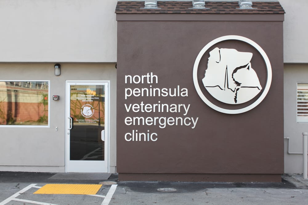 mini newfypoo full grown