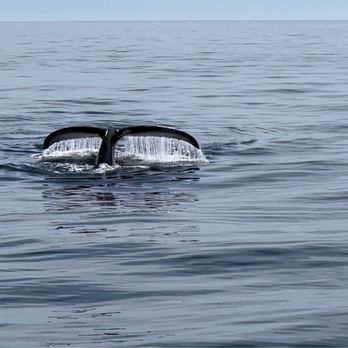 Cape Ann Whale Watch - 1 - Boat Charters Near Me - Gloucester, Massachusetts