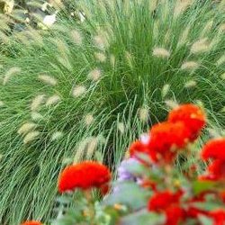 Case Garden Center - Grasses