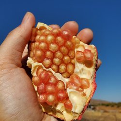 Mountain Brook Ranch - Don't be fooled by the color, these were sweet and juicy!