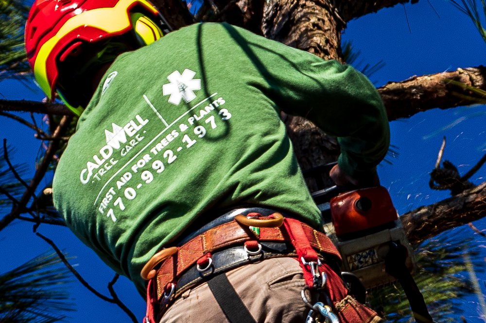 Caldwell Tree Care - tree service in Roswell, GA