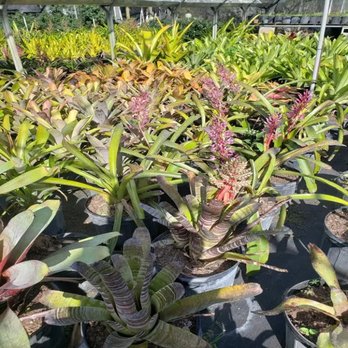 Santa Barbara Nursery - Nurseries & Gardening Near Me - Miami, Florida Santa Barbara Nursery - Nurseries & Gardening Near Me - Miami, Florida