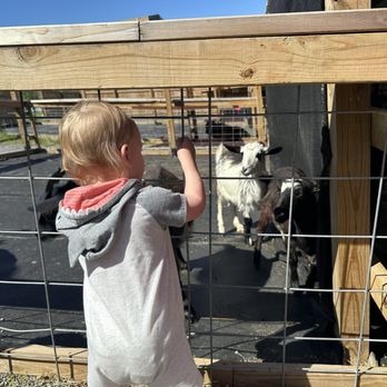 SkyLand Ranch - Cute little petting zoo before the safari ride to feed more animals - Attraction Farms Near Me - Sevierville, Tennessee SkyLand Ranch - Cute little petting zoo before the safari ride to feed more animals - Attraction Farms Near Me - Sevierville, Tennessee