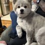 Photo of Shampoochie