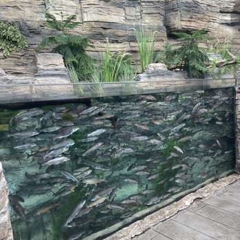 Downtown Aquarium - Museums Near Me - Denver, Colorado Downtown Aquarium - Museums Near Me - Denver, Colorado