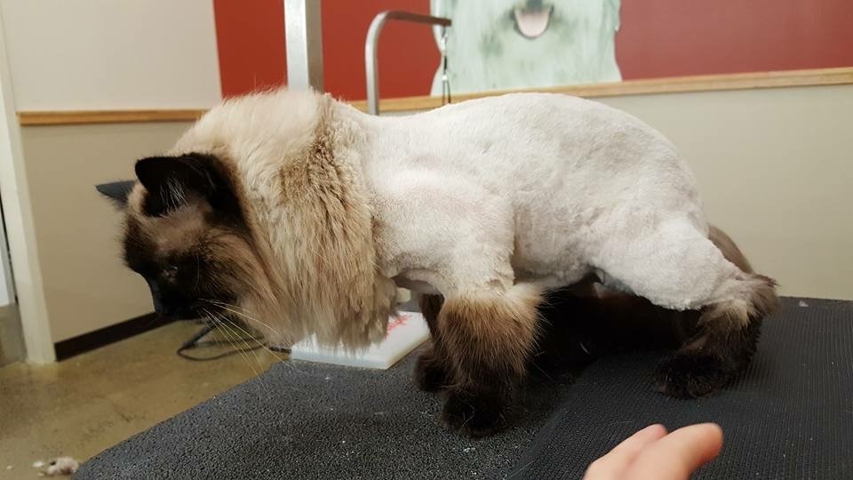 KATS GROOMING STUDIO Updated April 2024 Request an Appointment Wilder, Idaho Pet