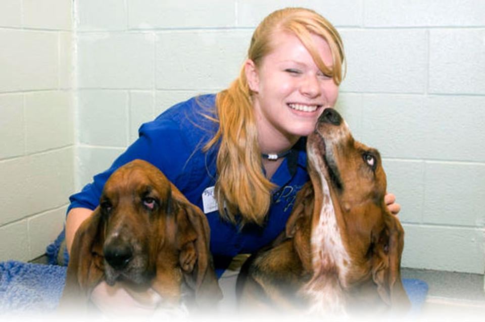 Bradford Hills Pet Hotel & Grooming Salon - pet boarding facility in Wexford, PA