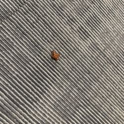 Towne House Suites Apartments - Dead roach