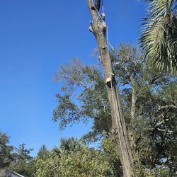 Top Branch Tree Service