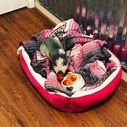 Tiny Hooves Rescue and Petting Zoo - A baby picture of Miss Polly.