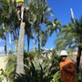 Photo of Tree Brothers Hawaii
