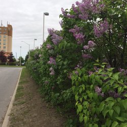 Terry Fox Transit Station - From the other side of the fence... my little piece of heaven: that fantastic explosion of colour and aroma!!