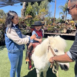 Omar's Pony Rental