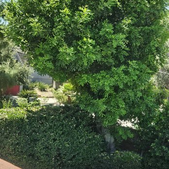 Rene Martinez Tree Service - Before trimming - Tree Services Near Me Rene Martinez Tree Service - Before trimming - Tree Services Near Me