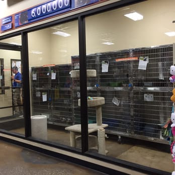 cat hotel petsmart