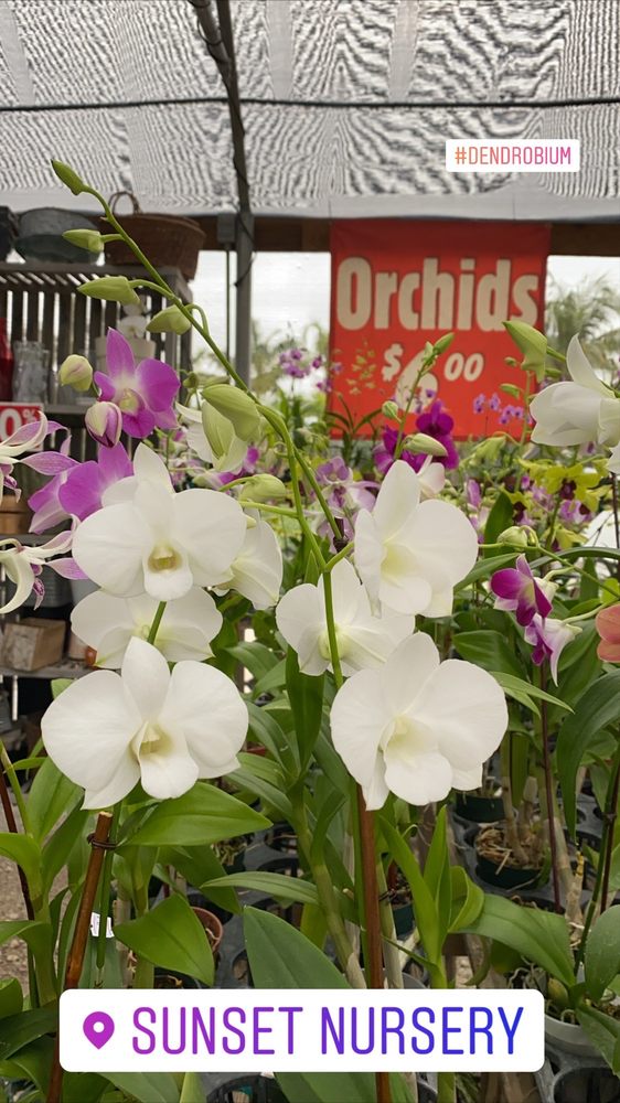 SUNSET NURSERY 141 Photos & 16 Reviews 11901 SW 72nd St, Miami