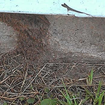 Blue Star Pest Control - Pest Control Near Me - Slidell, Louisiana Blue Star Pest Control - Pest Control Near Me - Slidell, Louisiana