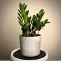 Photo of HousePlant Baltimore