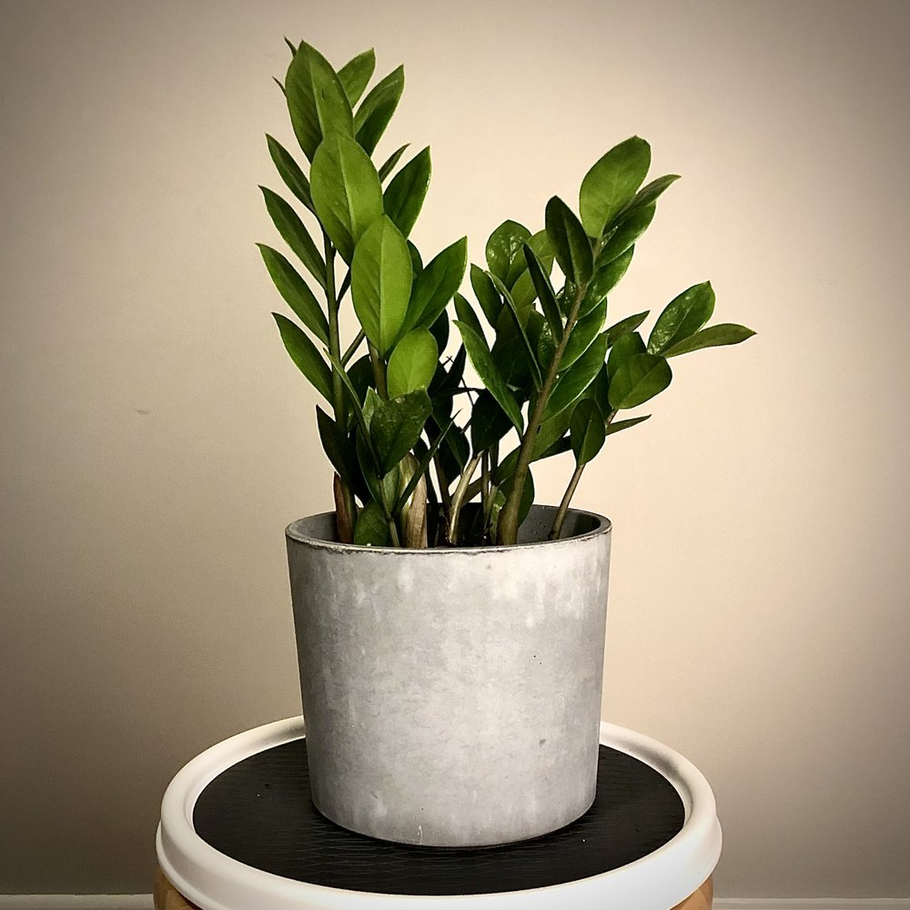 HOUSEPLANT BALTIMORE Updated July 2024 13 Photos 1640 Aliceanna