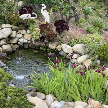 Santa Barbara Koi - This is before I cleaned my pond. - Pool & Hot Tub Service Near Me - Santa Barbara, California Santa Barbara Koi - This is before I cleaned my pond. - Pool & Hot Tub Service Near Me - Santa Barbara, California