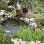 Photo of Santa Barbara Koi