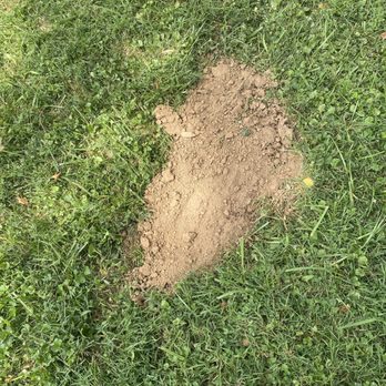 Mynor's Tree Experts - Divot in ground - Tree Services Near Me
