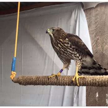 Pacific Wildlife Care - Cooper's hawk in care at Pacific Wildlife Care - Community Service/Non-Profit Near Me - Morro Bay, California Pacific Wildlife Care - Cooper's hawk in care at Pacific Wildlife Care - Community Service/Non-Profit Near Me - Morro Bay, California