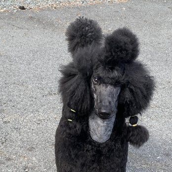 showcase miniature poodles