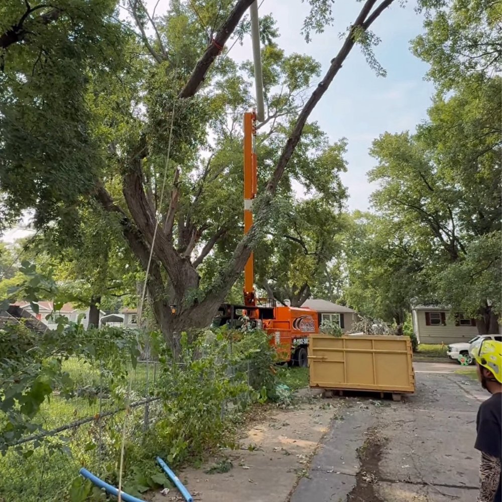 Amanco Tree Services - Tree being prepped for cut down - Tree Services Near Me Amanco Tree Services - Tree being prepped for cut down - Tree Services Near Me