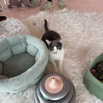 Cats and Caffeine - Coffee & Tea Near Me - Tampa Bay, Florida Cats and Caffeine - Coffee & Tea Near Me - Tampa Bay, Florida