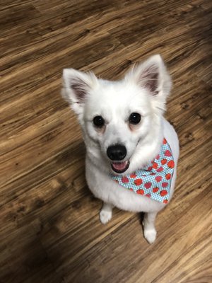 pet supply near my location