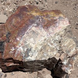 Petrified Forest Gifts and RV Park - Petrified wood