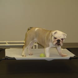 user provided Tail Lights Dogs photo