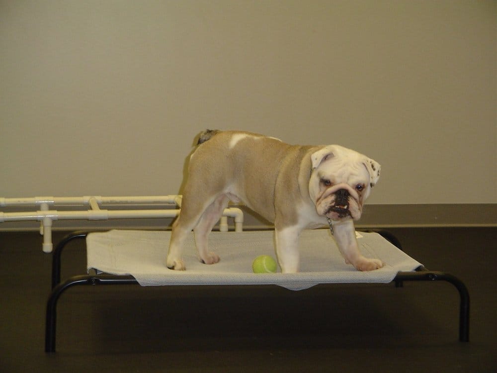 TAIL LIGHTS DOGS Updated October 2024 284E Rocky Creek Rd, Greenville, South Carolina Pet