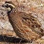 Photo of Quail Life Farm and Hatchery