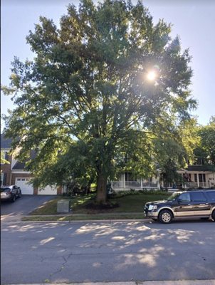 Tree Trimming - Choose wisely when hiring a company to trim and prune your trees. The Tree Industry sets forth standards which should be followed. If needed, check references… Tree Trimming - Choose wisely when hiring a company to trim and prune your trees. The Tree Industry sets forth standards which should be followed. If needed, check references…