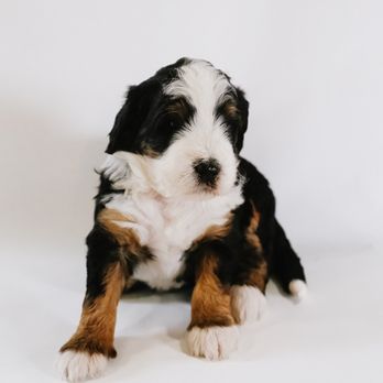 Howdy Doodle - Tri multigen bernedoodle female for sale - Pet Breeders Near Me Howdy Doodle - Tri multigen bernedoodle female for sale - Pet Breeders Near Me