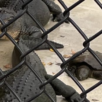 Monterey Zoo - Two alligators and 1 turtle in an empty cement pond - Zoos Near Me - Salinas, California Monterey Zoo - Two alligators and 1 turtle in an empty cement pond - Zoos Near Me - Salinas, California