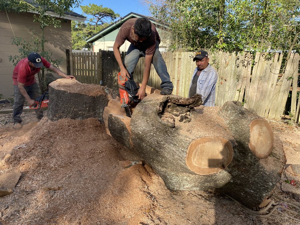 Vision Landscaping & Tree Service - tree service in Boston, MA