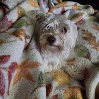 Long Beach Animal Care Services - Animal Shelters Near Me - Long Beach, California