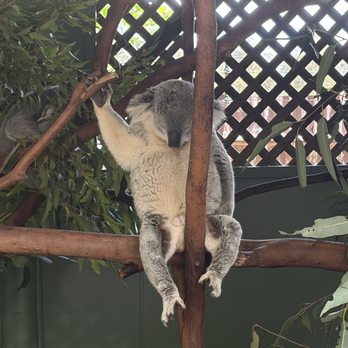 Featherdale Wildlife Park - Parks Near Me - Doonside, NSW Featherdale Wildlife Park - Parks Near Me - Doonside, NSW