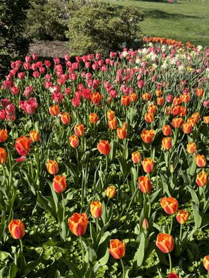 Sherwood Gardens by null