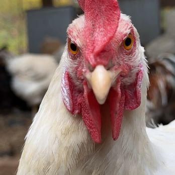 Littlefield Animal Care - Chickie - Pet Sitting Near Me Littlefield Animal Care - Chickie - Pet Sitting Near Me
