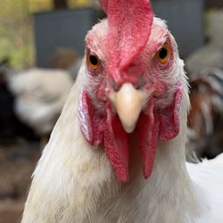 Littlefield Animal Care - Chickie