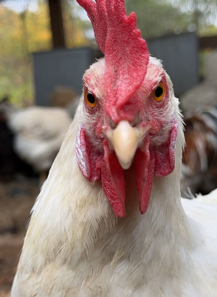 Littlefield Animal Care - equestrian in Harvard, MA